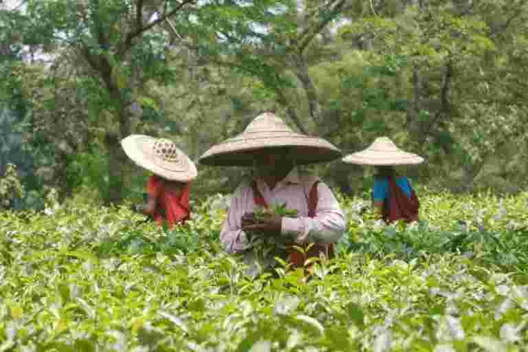 報告稱，亞馬遜印度希望在出口商名單中帶來小茶葉種植者