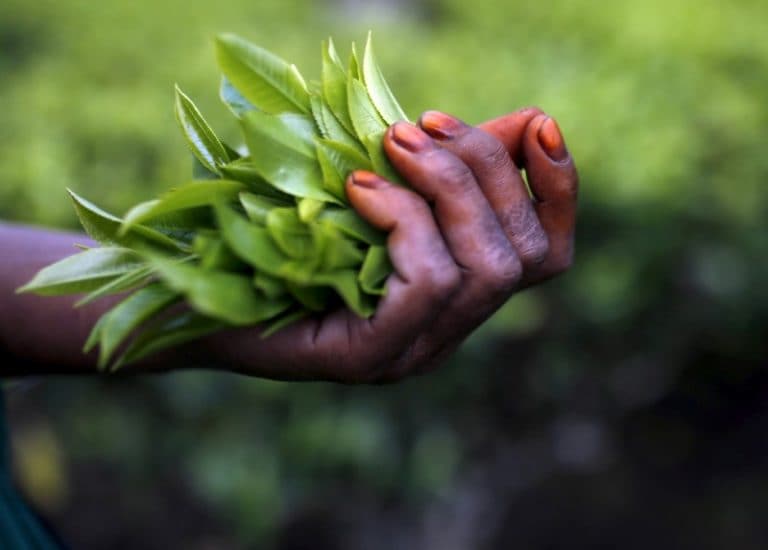 下雨的印度七月茶水產量下降6.7％