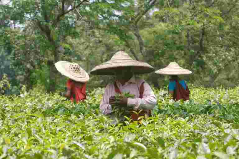 印度的10月茶產量下降3.7％