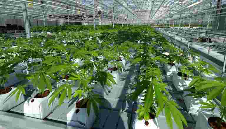 2018年是（法律）大麻產業的保險杠年份