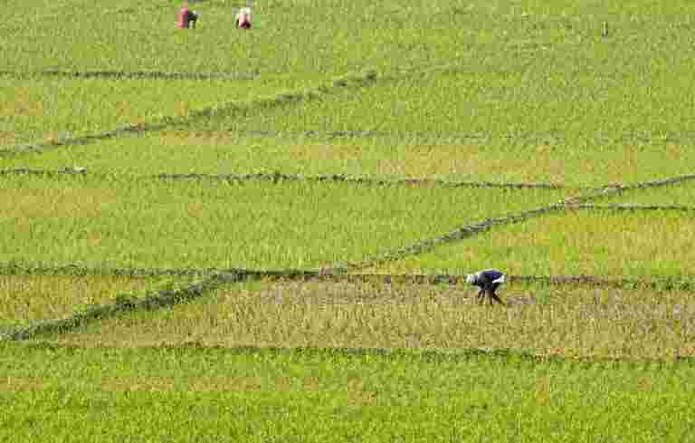 AGRI改革票據：親農民或反農民？